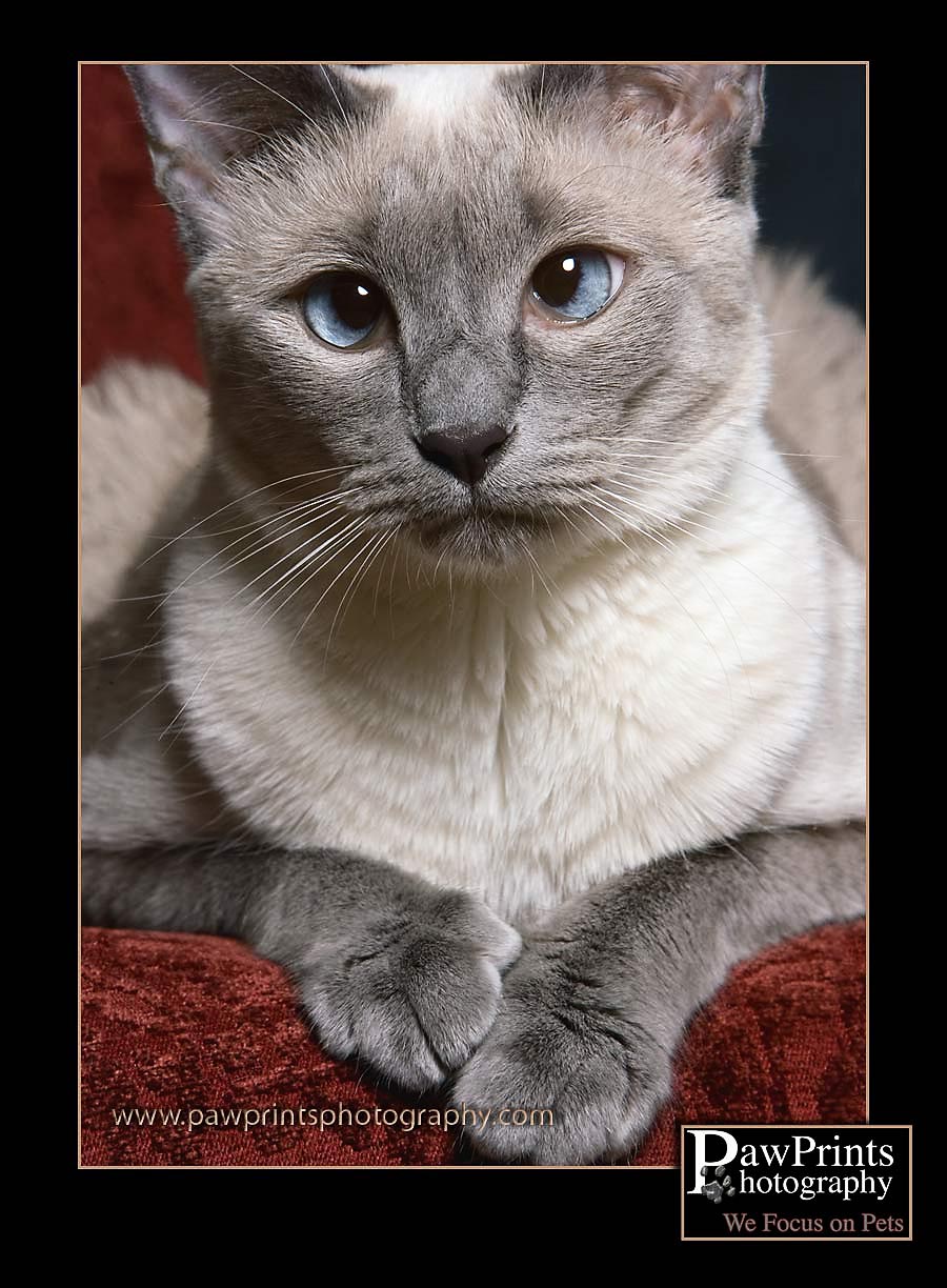 Maya - siamese with blue eyes