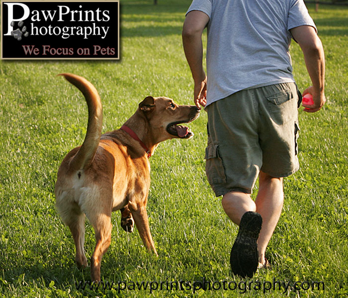Tasha and owner walking with ball