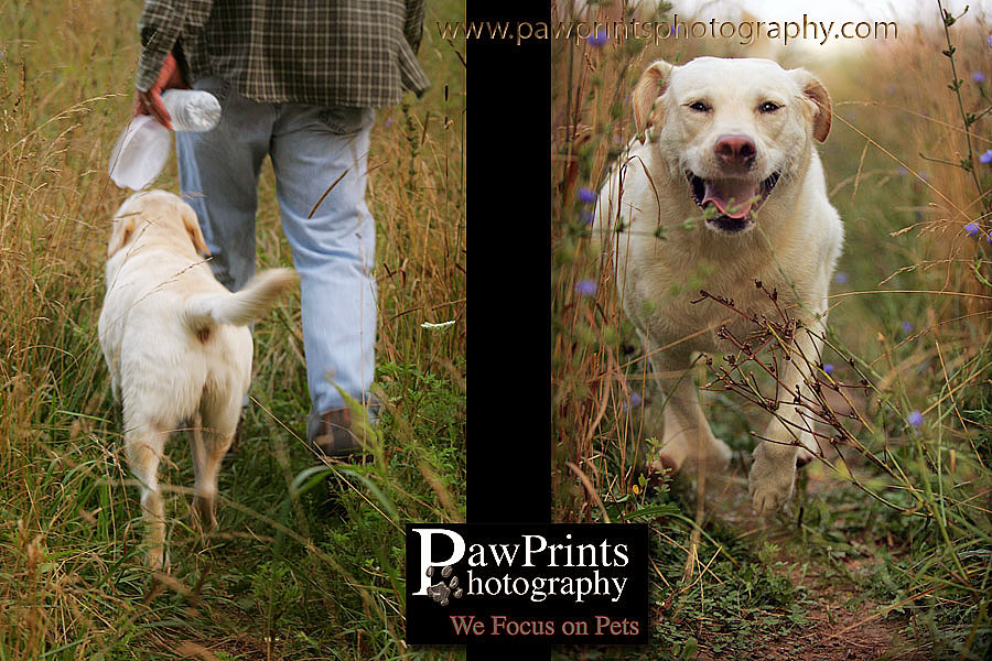 Yellow lab being happy