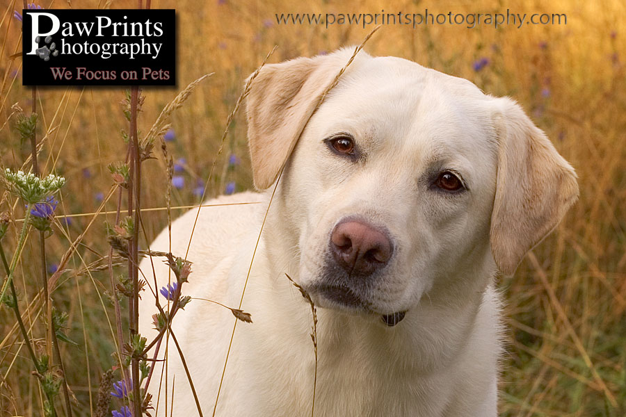 yellow lab in field