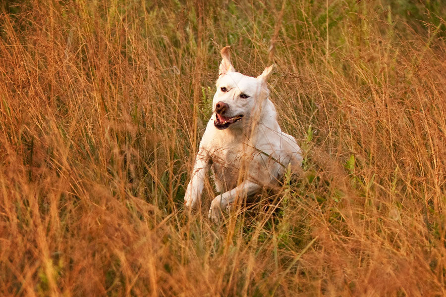 Morgan running through field