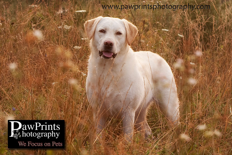 yellow lab in field