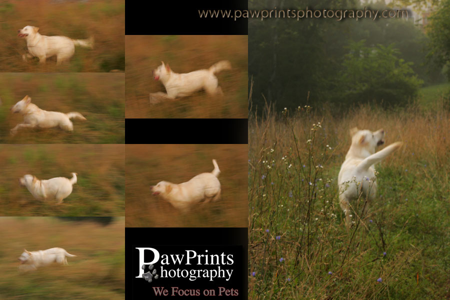 yellow lab in motion