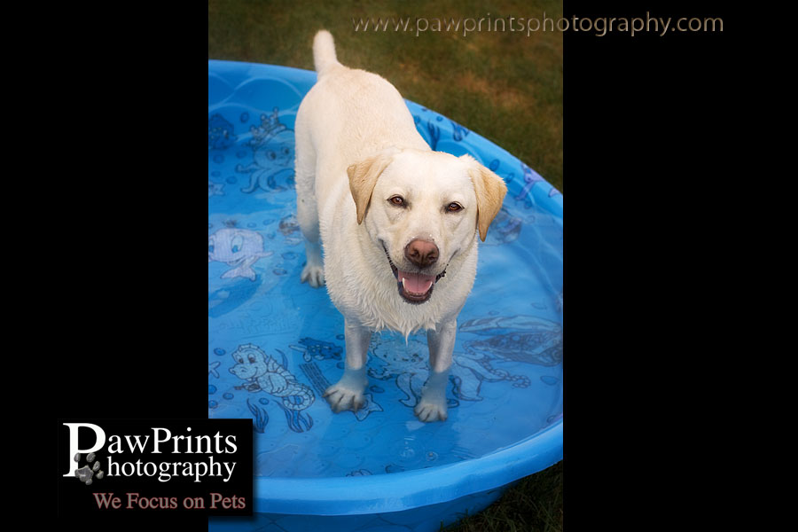 yellow lab in pool