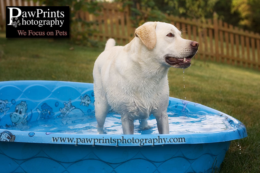Yellow lab in pool