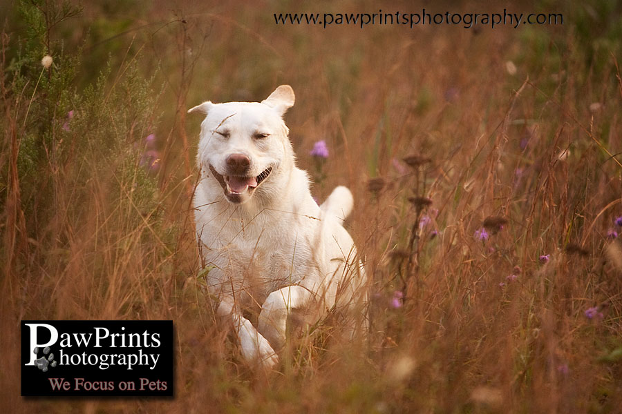 yellow lab running