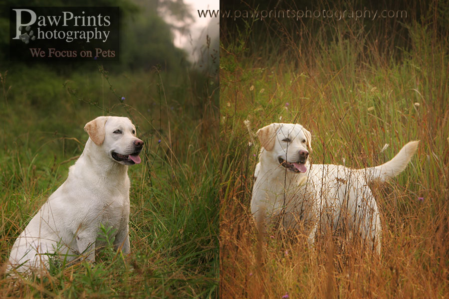 yellow lab in field