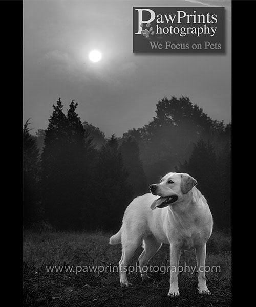 yellow lab and sun in black and white