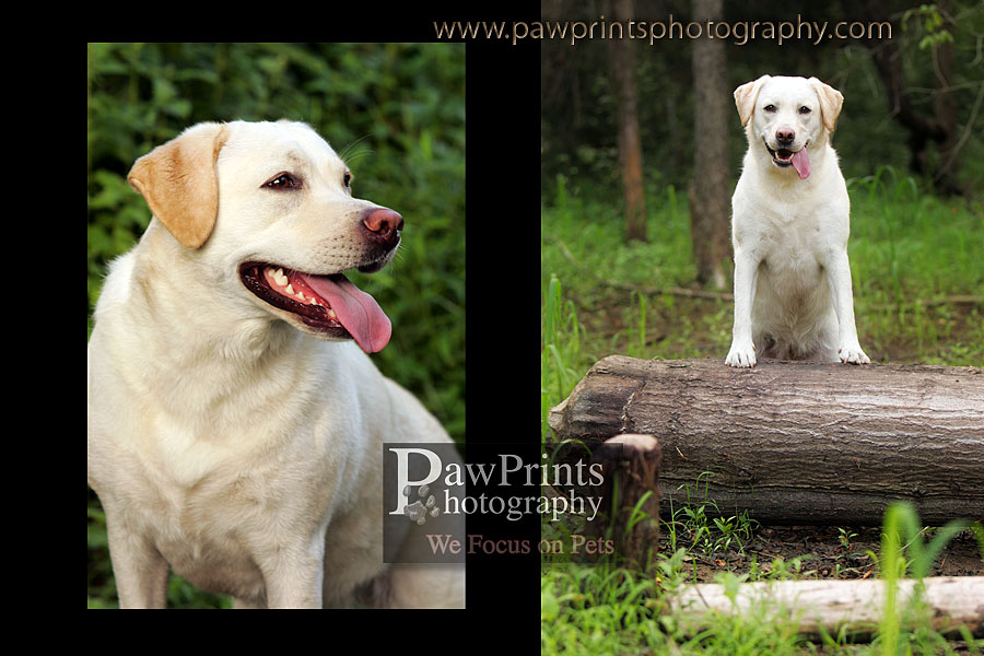 yellow lab on tree