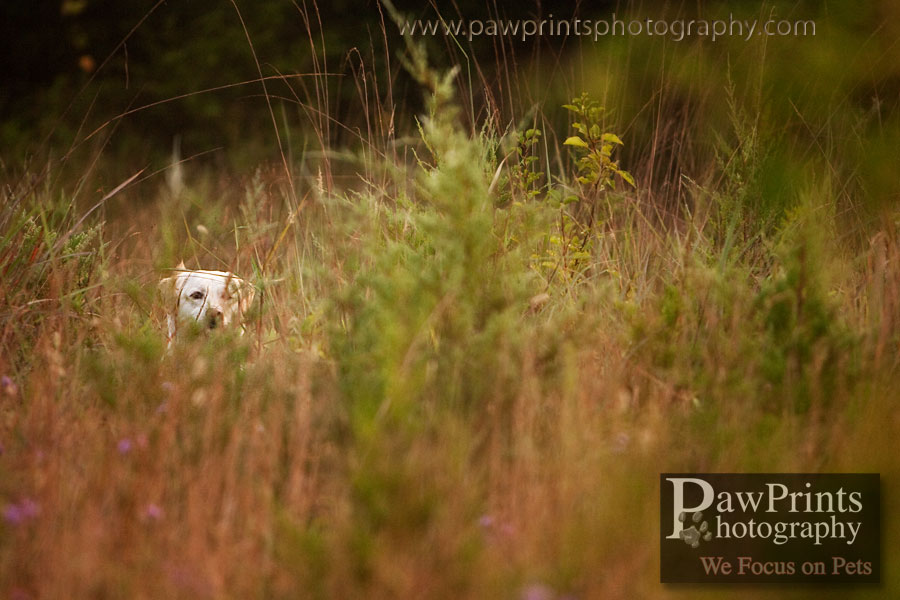 yellow lab in field