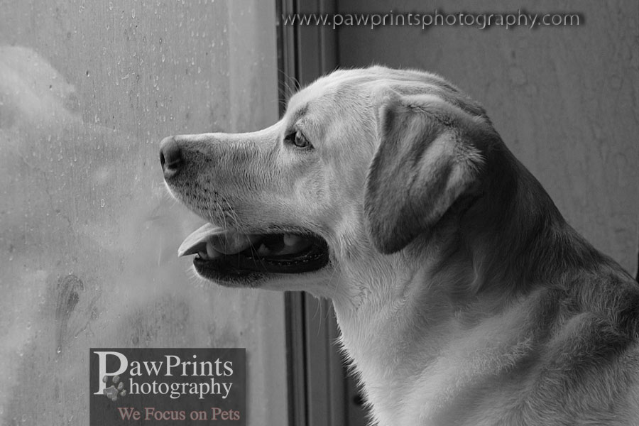 yellow lab waiting at window