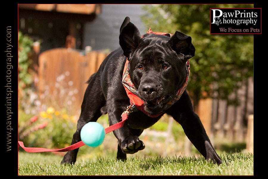 Black lab chasing ball