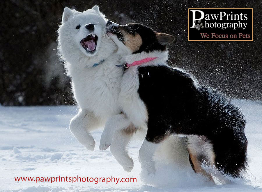 dogs playing in snow