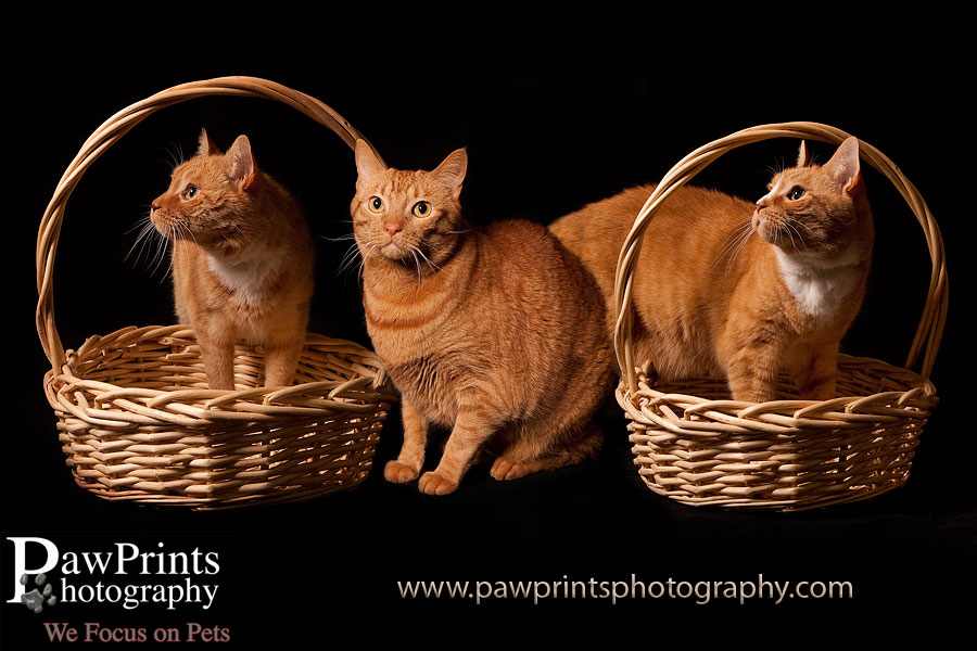 three orange cats in baskets