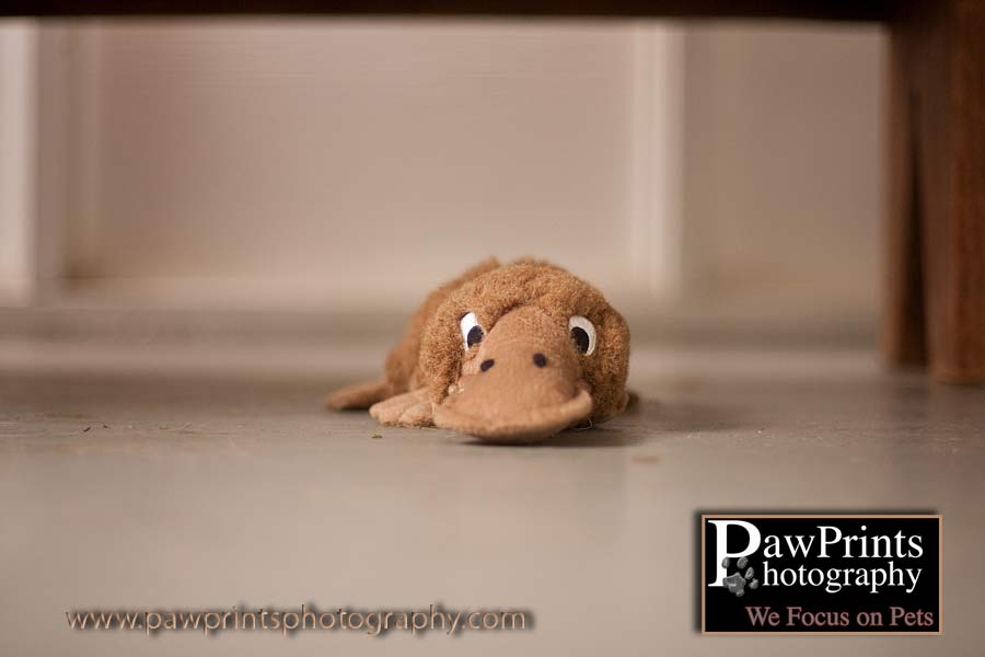 Platypus dog toy
