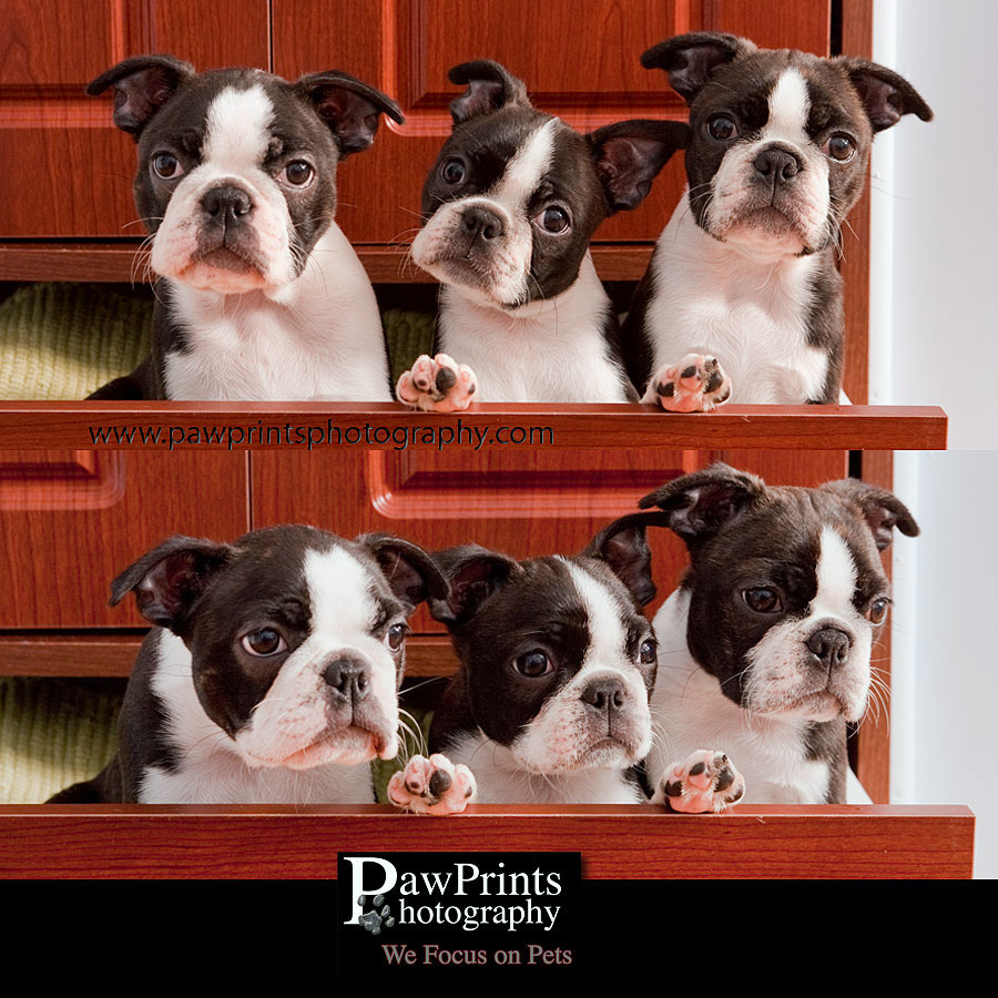 boston terrier puppies in drawer