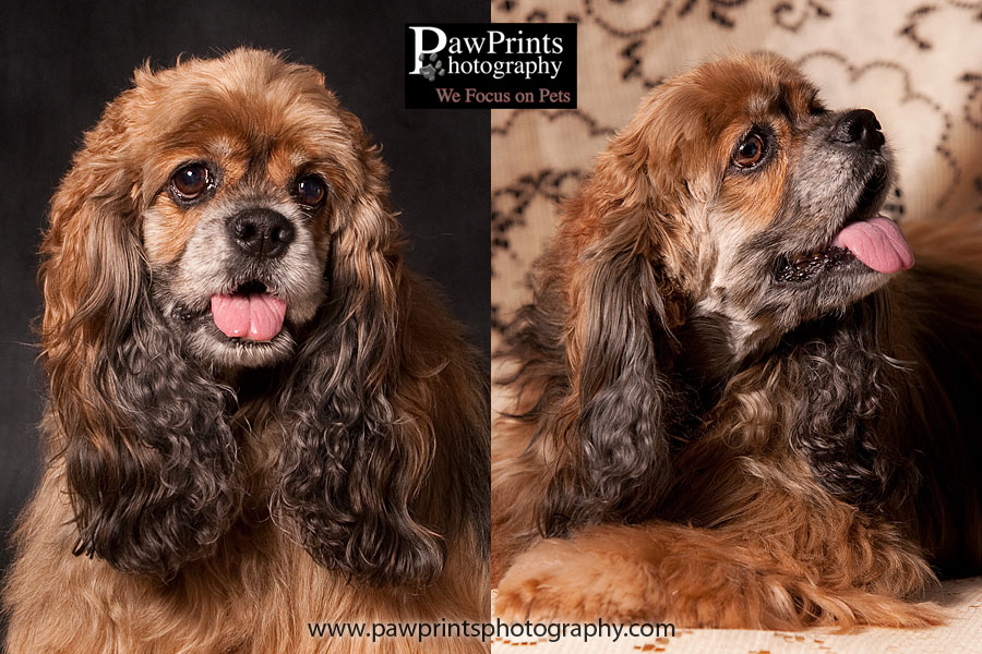 Cocker Spaniel