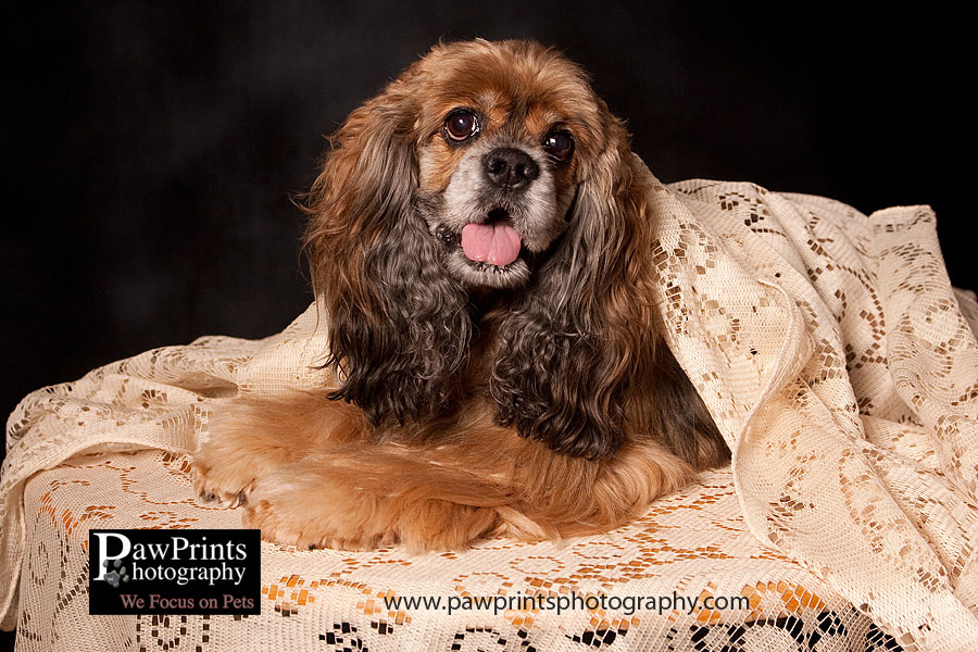 Cocker Spaniel