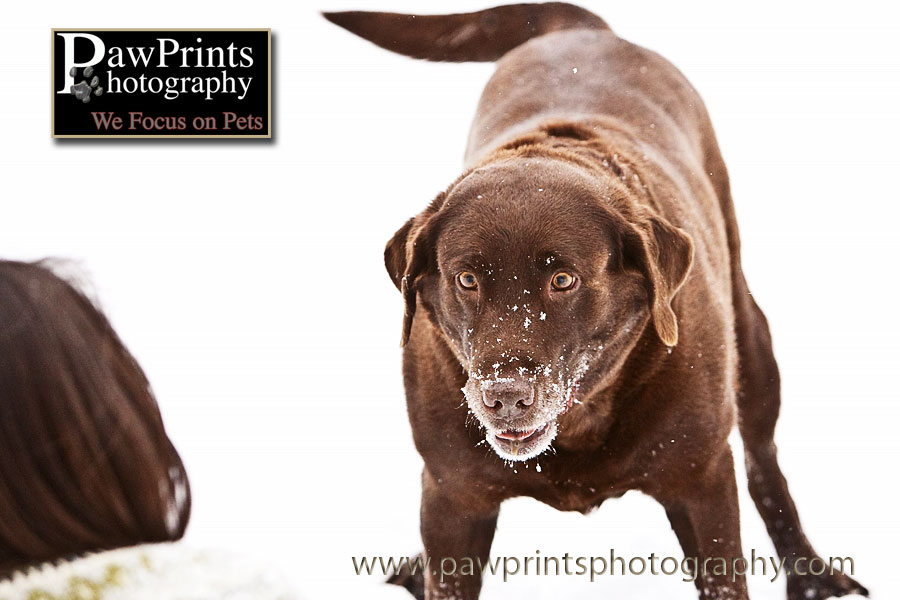 Chocolate lab waiting for ball