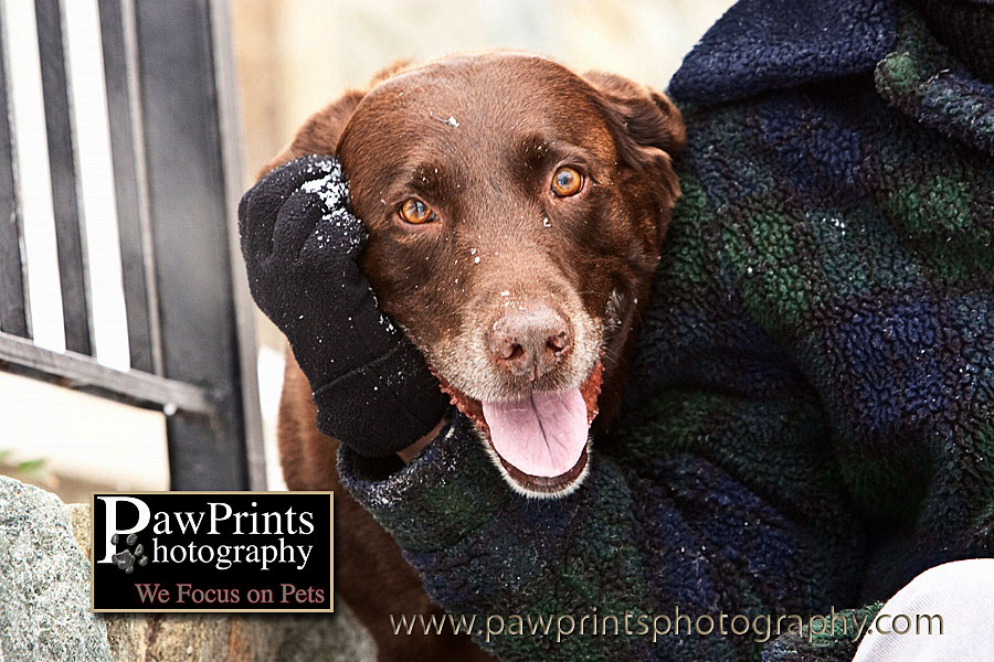 Chocolate Lab in arm