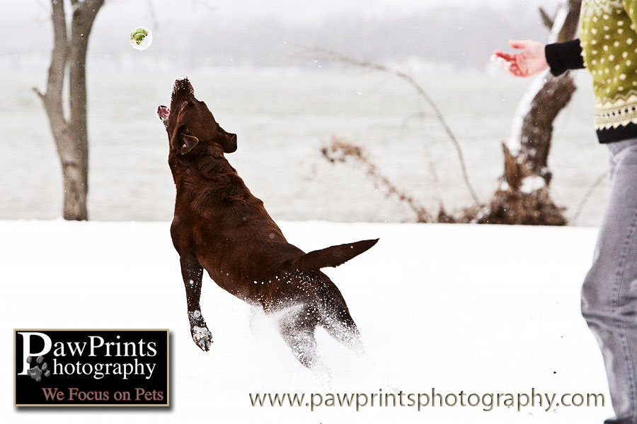Chocolate Lab catching ball