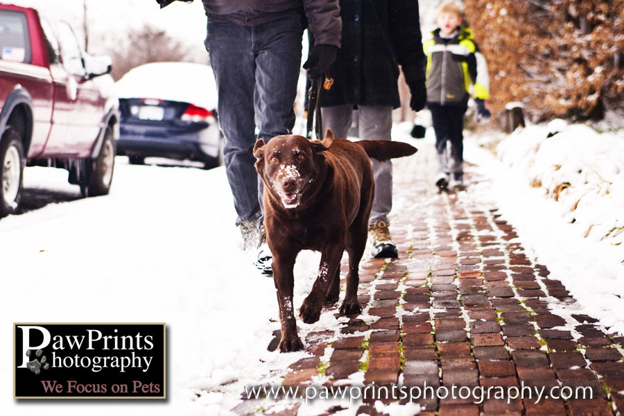 Chocolate Lab with family