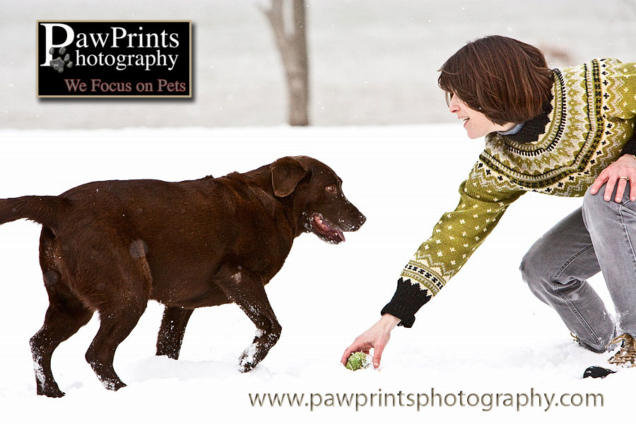 Chocolate Lab playing