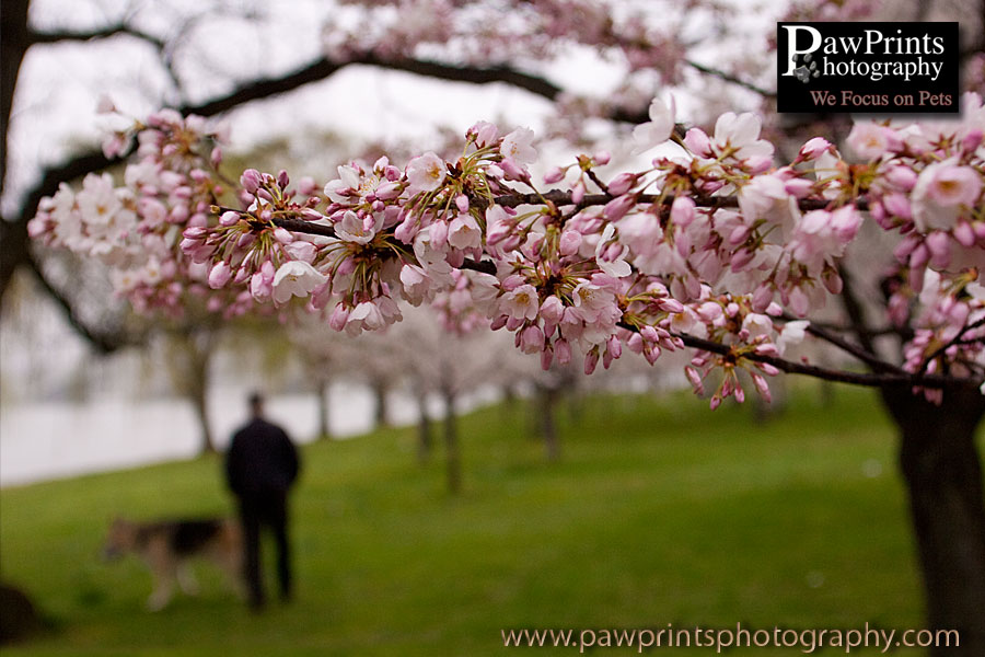Rocky at the Cherry Blossoms