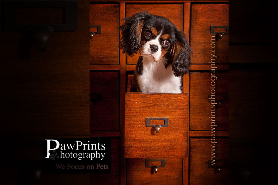 puppy in cd drawer