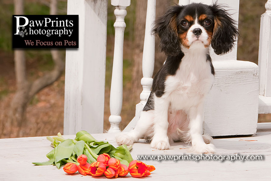 puppy with tulips