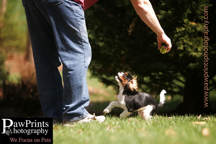 puppy playing in grass