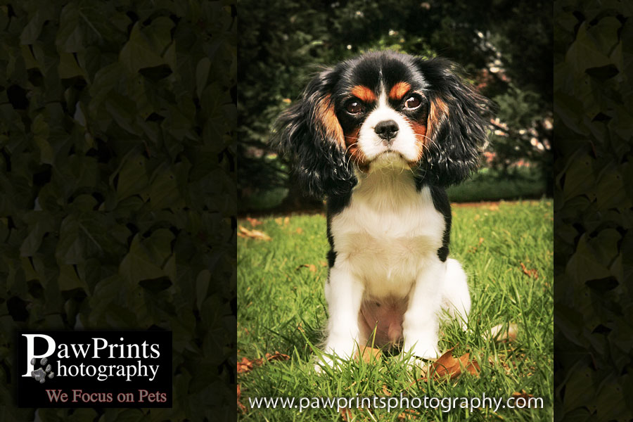 cavalier King Charles Spaniel sitting in grass
