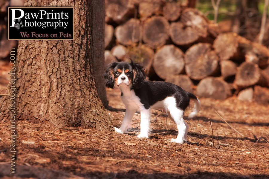 Rupert by the woodpile