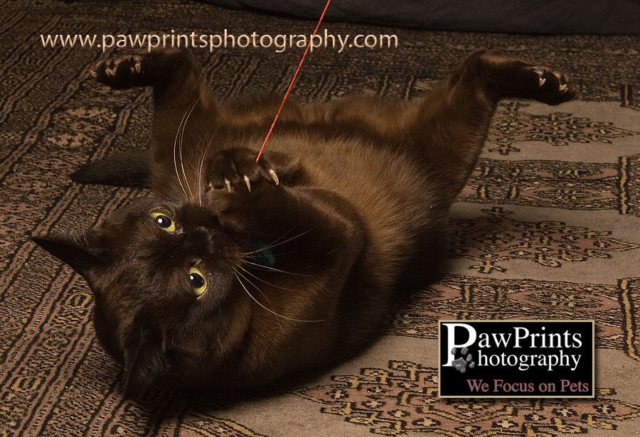 Sadie playing with a string