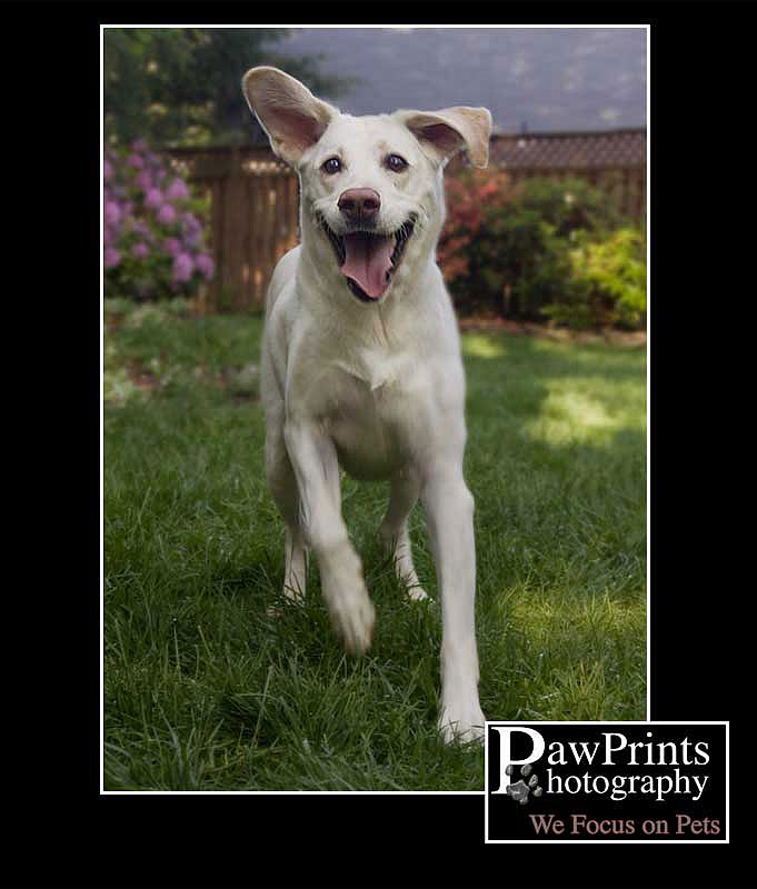 Sadie running with floppy ears
