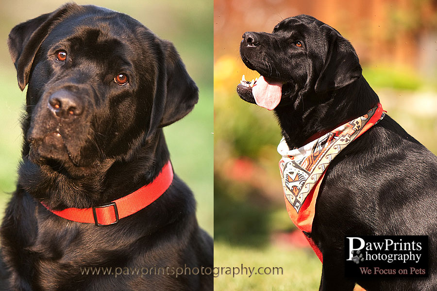 black lab