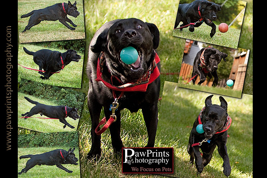 image collage of black lab running