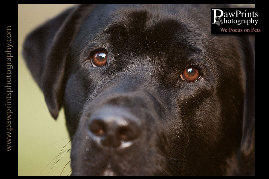 black lab eyes