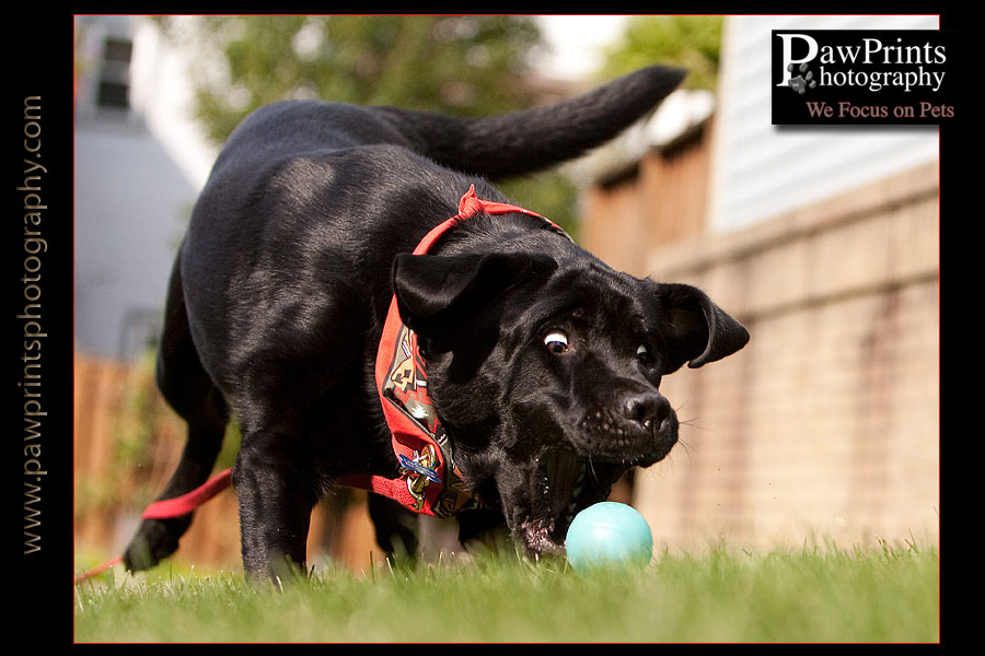black lab chasing ball