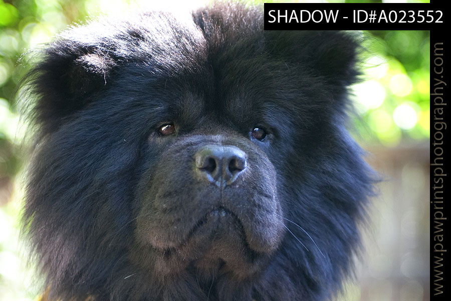 black chow