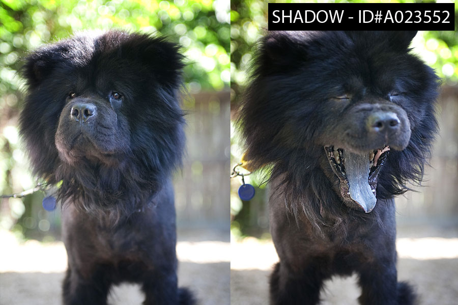 black chow yawning
