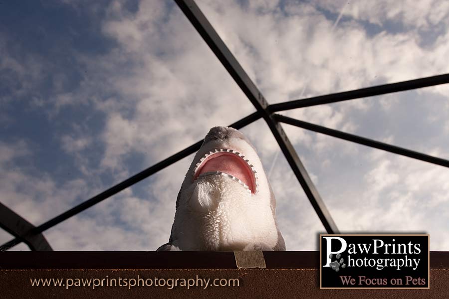 Shark toy
