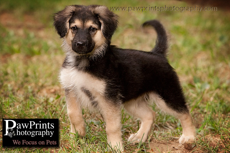 German Shepherd puppy