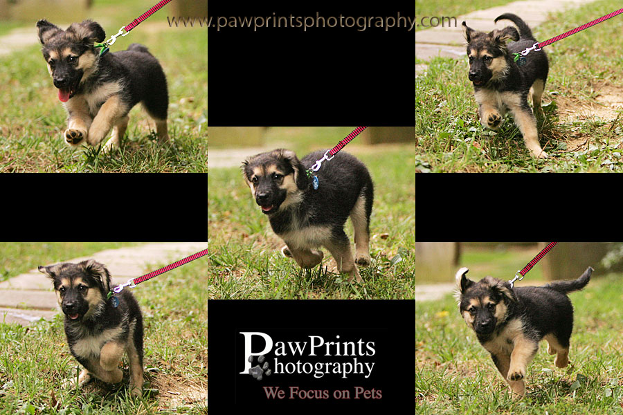 German Shepherd Puppy running