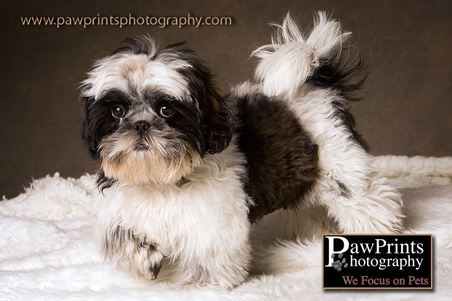 Shih Tsu Puppy