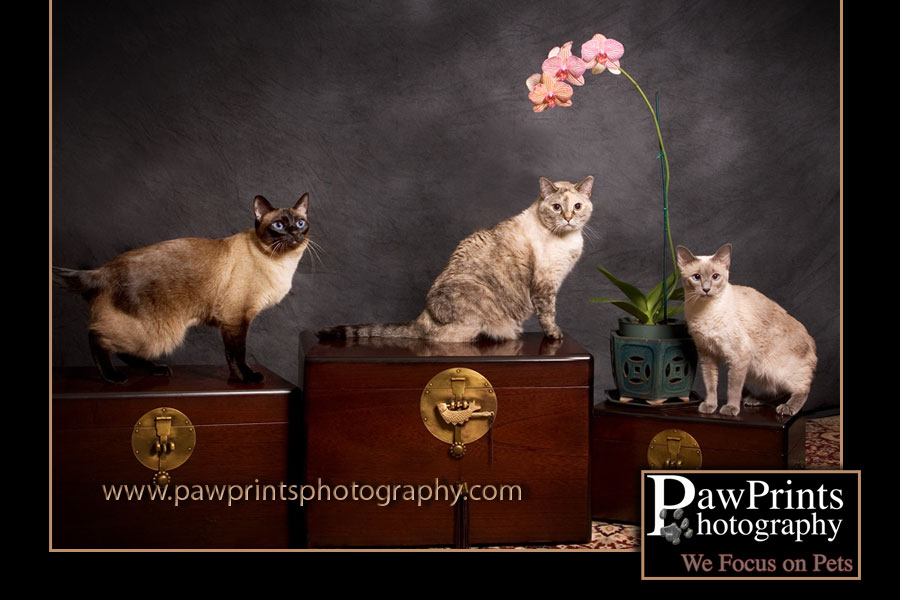 Group of cats - 2 siamese and one bengal mix