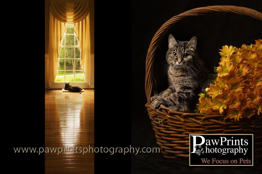 sipsie with basket of flowers