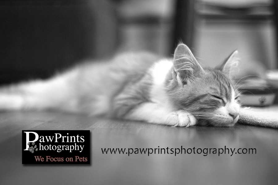 sleeping kitty in black and white
