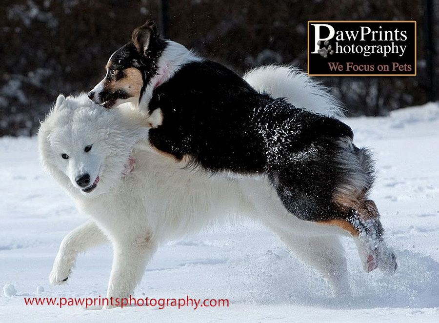 dogs playing in snow