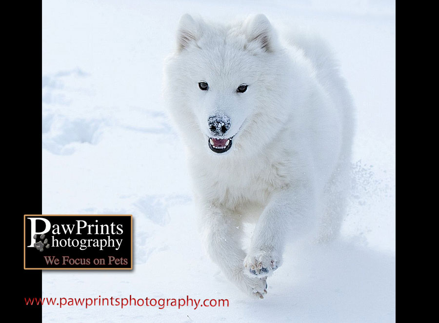 dog running in snow